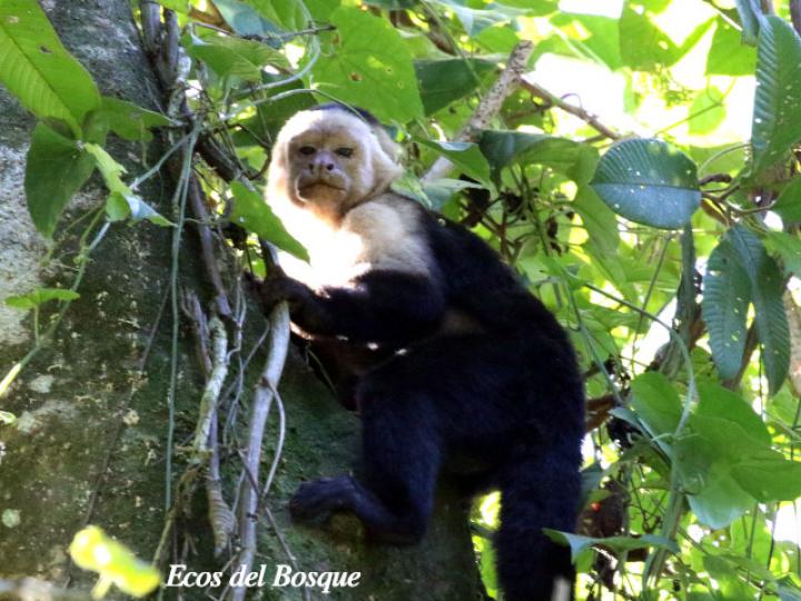 Mono cariblanco que comía Melotria dulcis