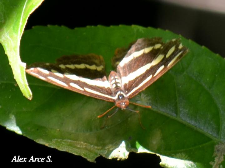 Catonephele mexicana (Puntas de fuego mexicana)