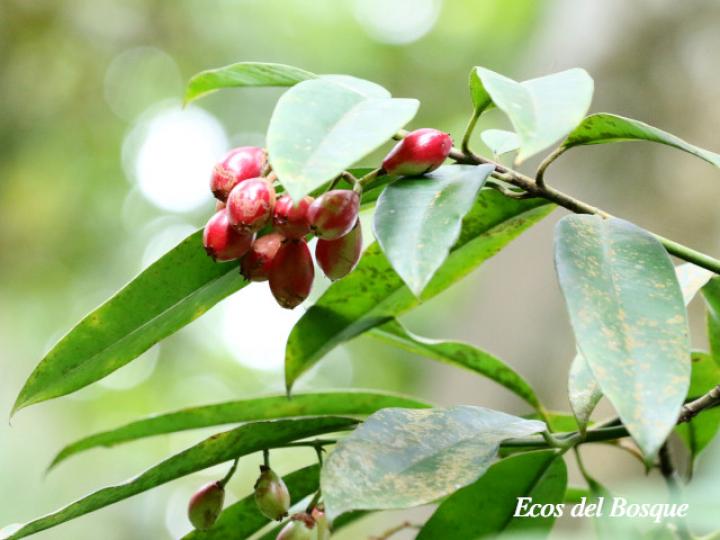 Chrysochlamys silvicola