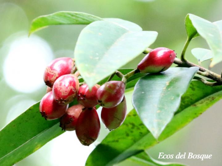 Chrysochlamys silvicola