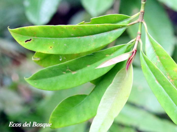 Chrysochlamys silvicola