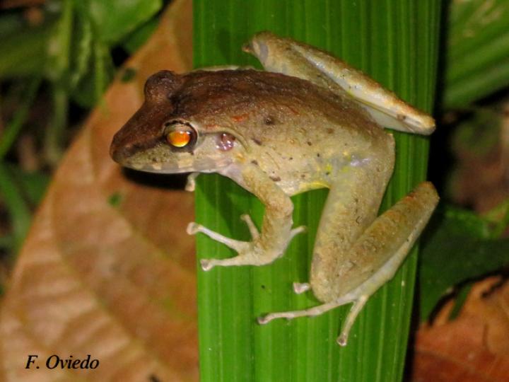 Craugastor crassidigitus (Rana de lluvia de dedos delgados)