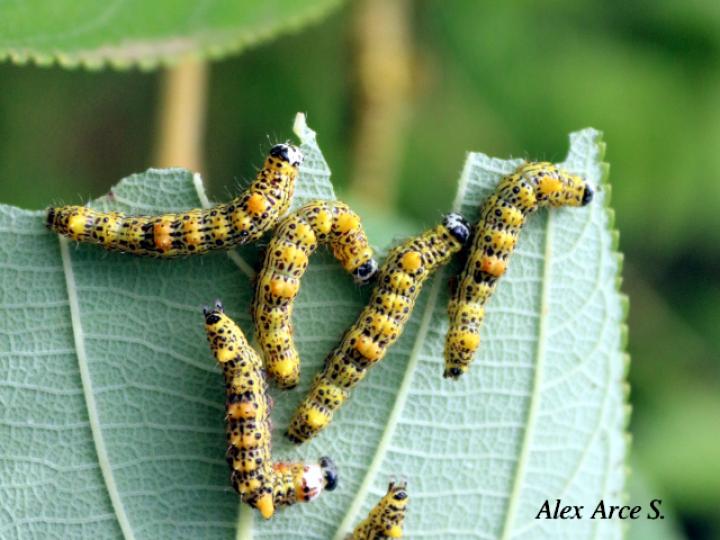 Dicentria violacens (Larvas)