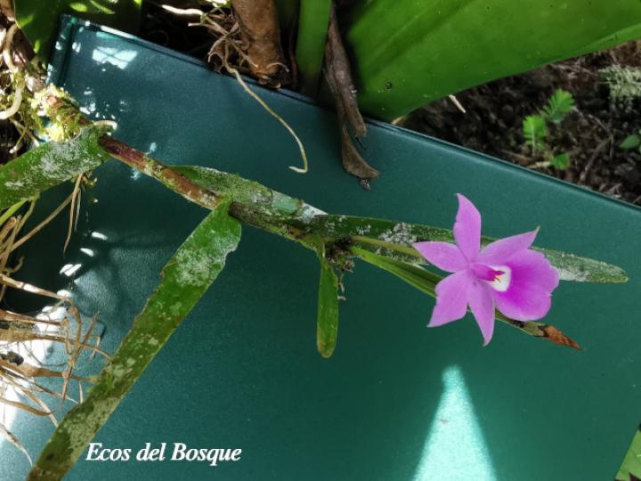 Dimerandra emarginata