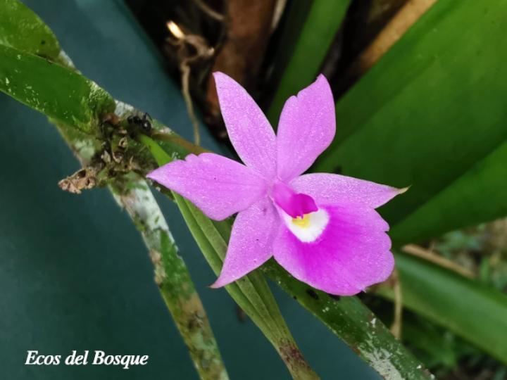 Dimerandra emarginata