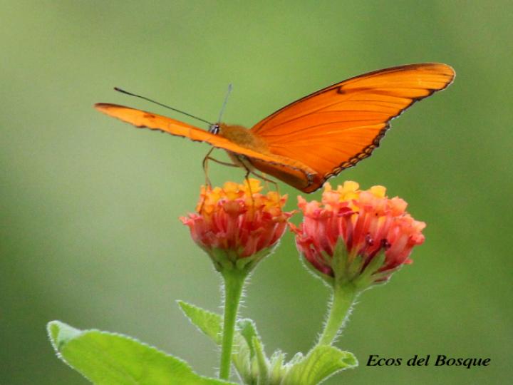 Dryas iulia moderata (Julia)