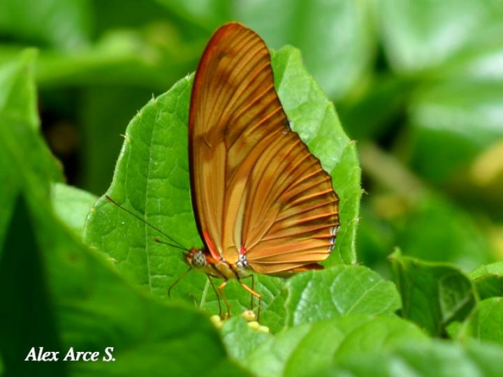 Dryas iulia moderata (Julia)