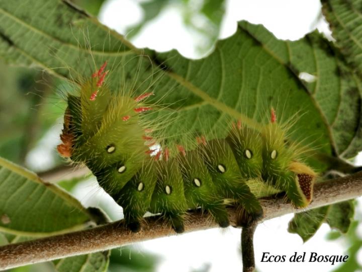 Eacles imperialis (Larva de la Polilla imperial)