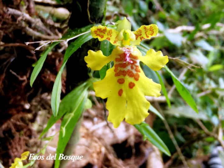 Erycina crista-galli