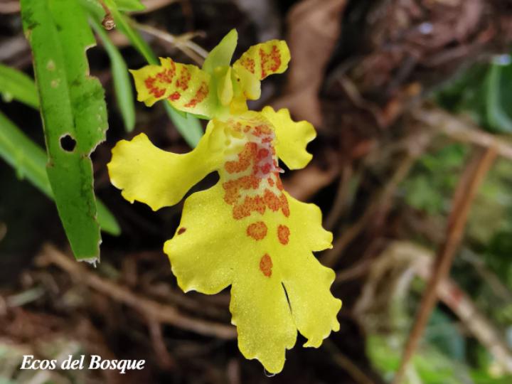 Erycina crista-galli