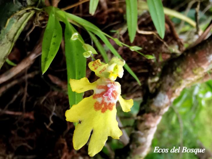 Erycina crista-galli