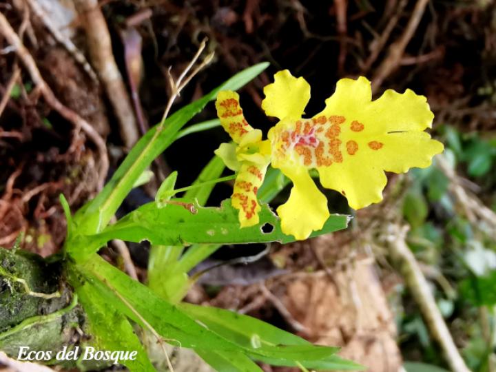 Erycina crista-galli