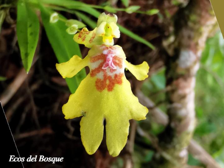 Erycina crista-galli