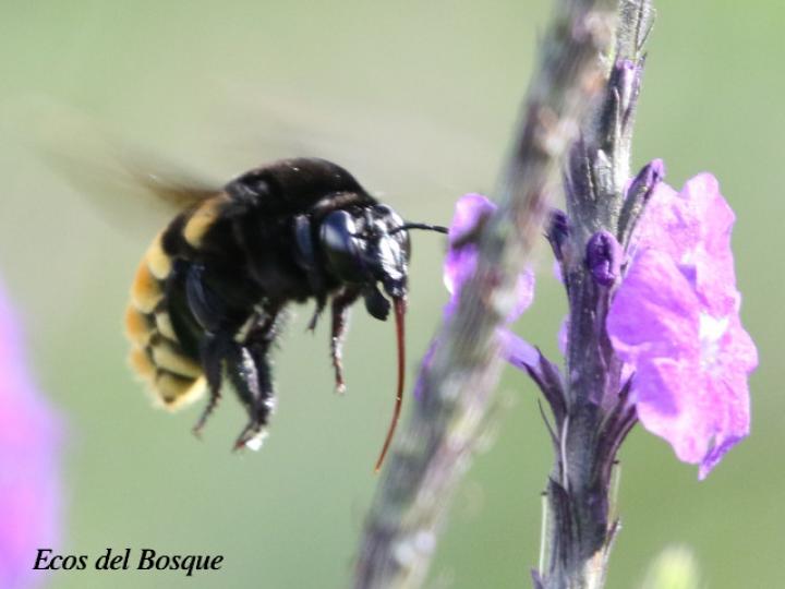 Abeja anillo negro de orquídea
