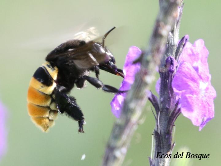 Abeja anillo negro de orquídea