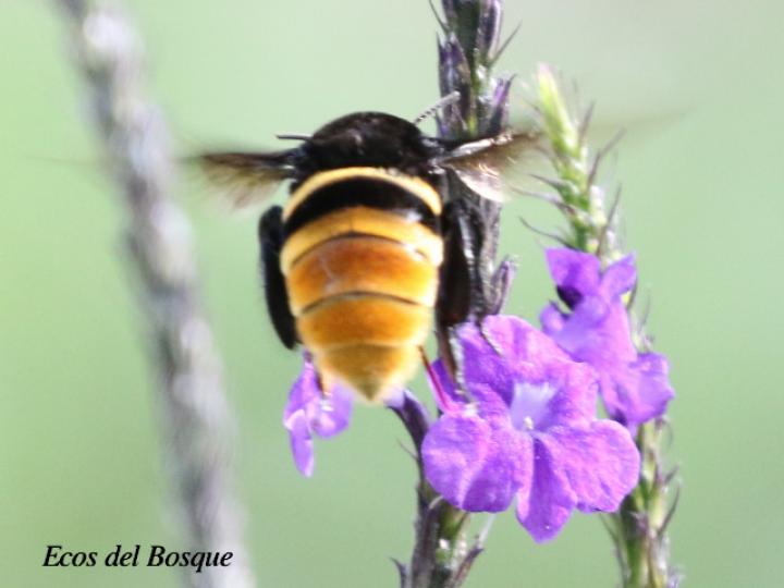 Abeja anillo negro de orquídea