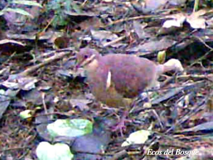 Geotrygon montana (Paloma perdiz rojiza)