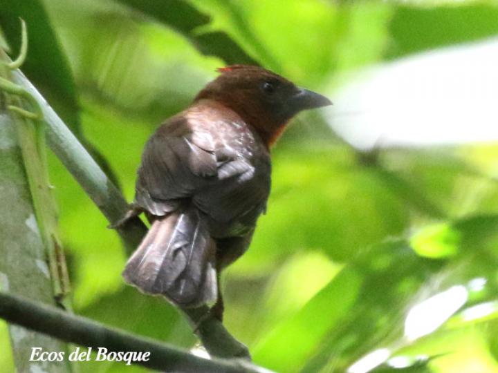 Habia fuscicauda (Tangara hormiguera gorgirroja)