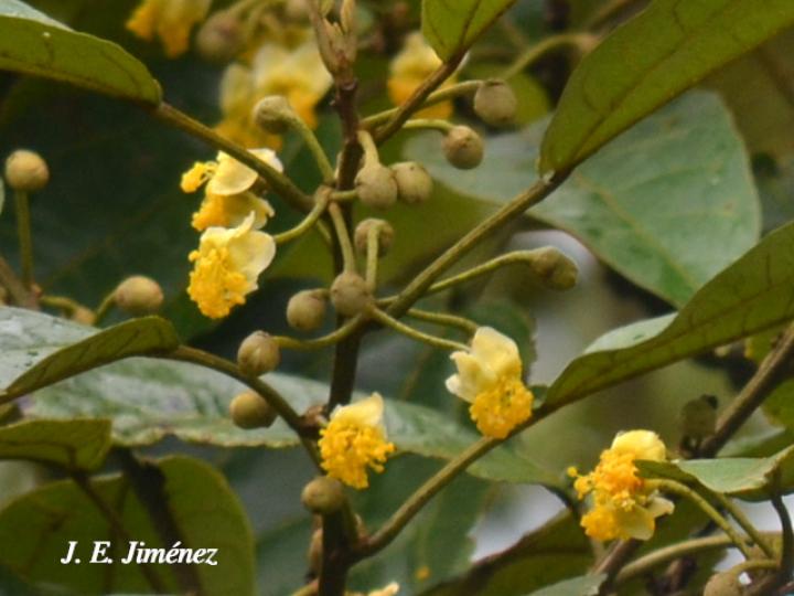 Hampea appendiculata (Burío ratón)