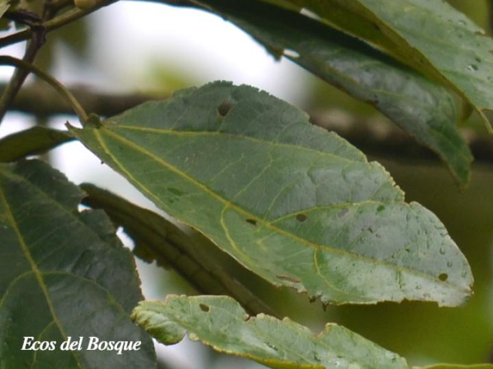 Hampea appendiculata (Burío ratón)
