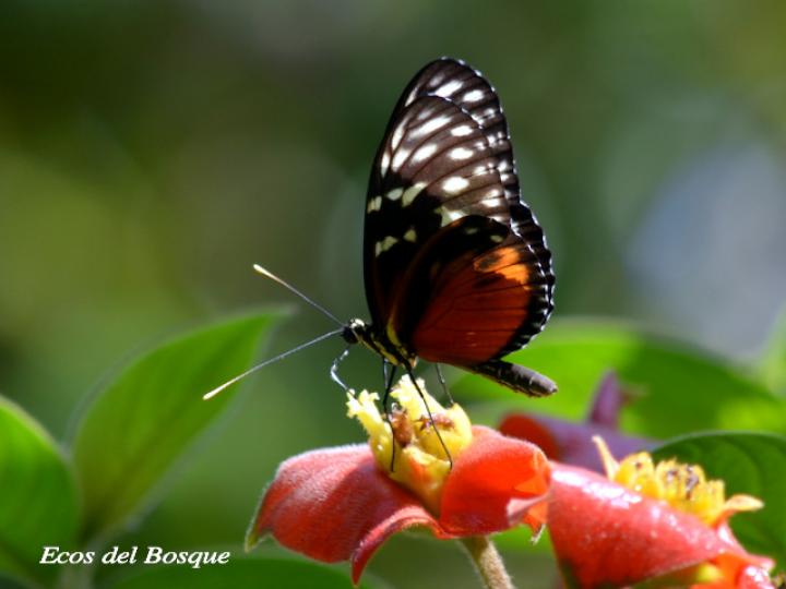 Heliconius hecale zuleika (Hecale alaslargas)