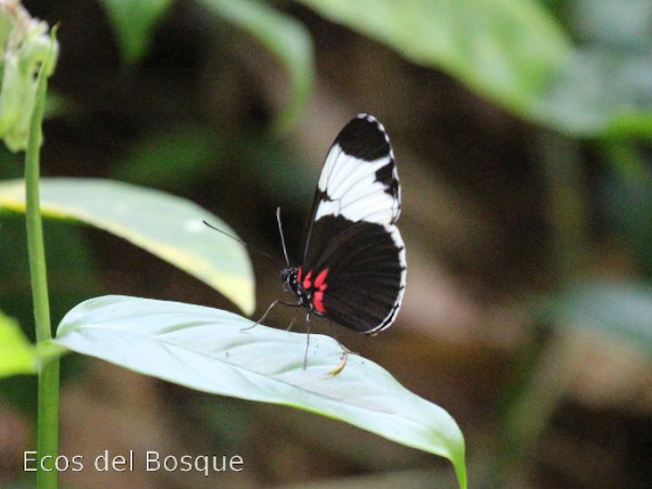 Heliconius sapho leuce