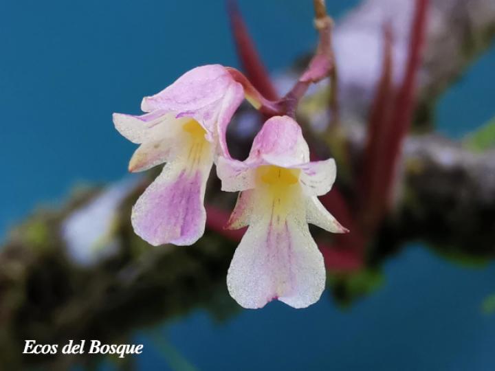 Ionopsis satyrioides