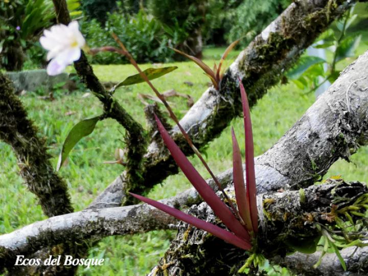Ionopsis satyrioides
