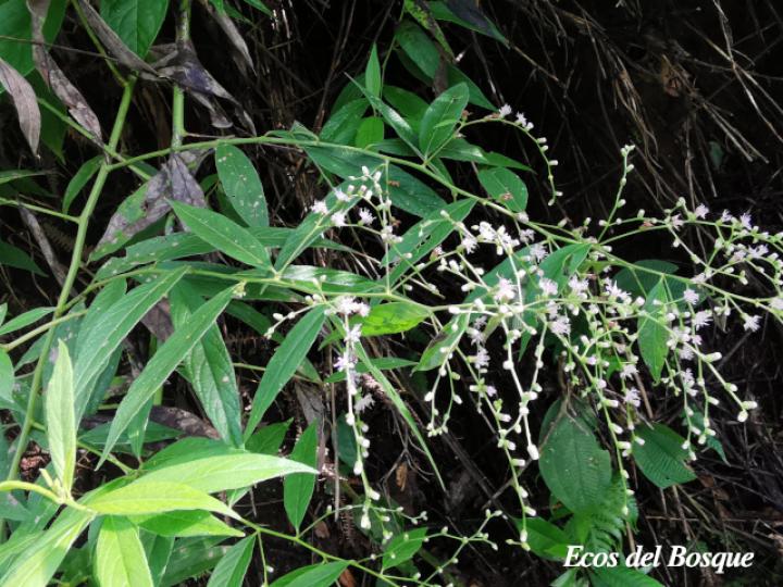 Lepidaploa canescens