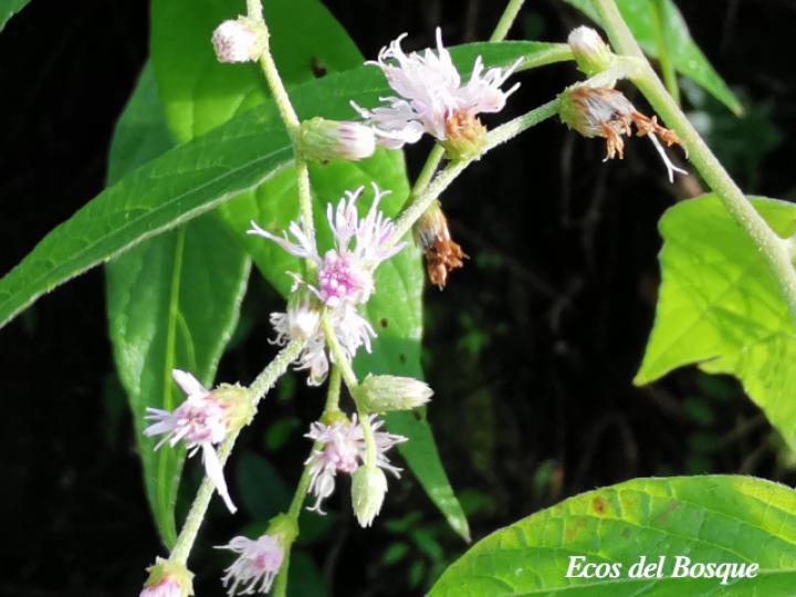 Lepidaploa canescens