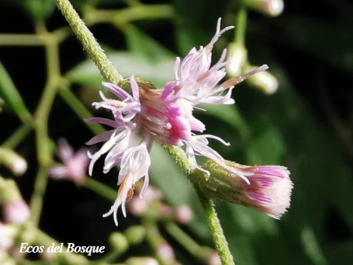 Lepidaploa canescens