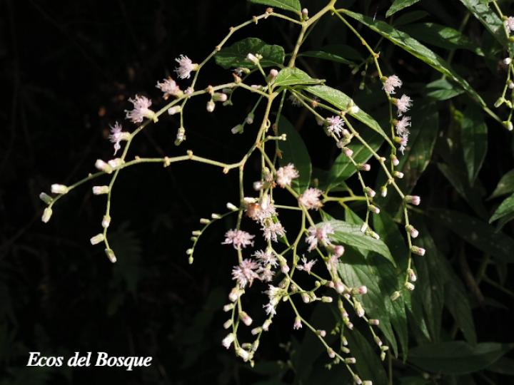 Lepidaploa canescens