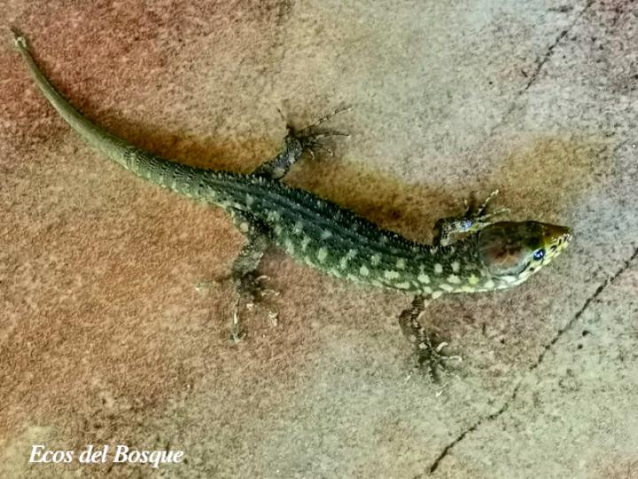 Lepidophyma flavimaculatum (Lagartija nocturna amarillopunteada)