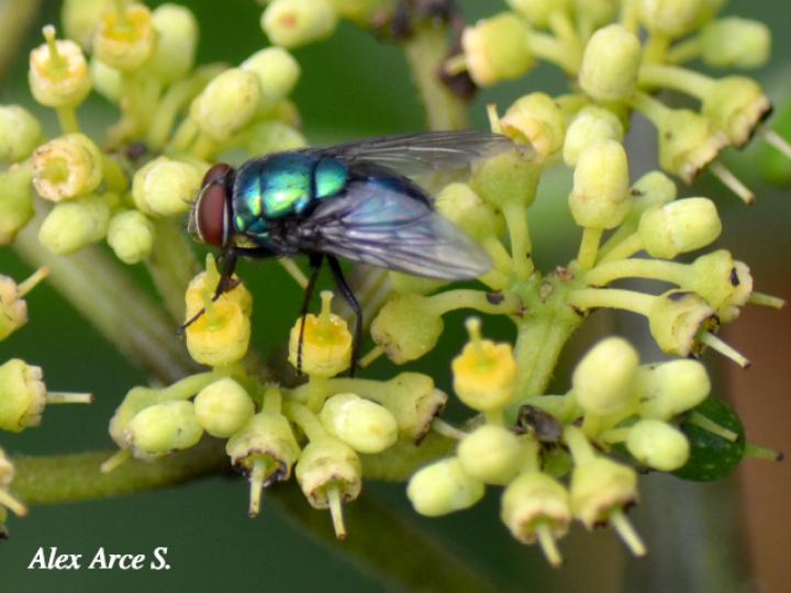 Lucilia eximia (Mosca metálica)
