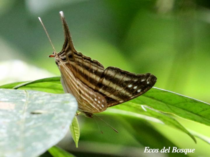 Marpesia chiron marinus (Alas de daga café)