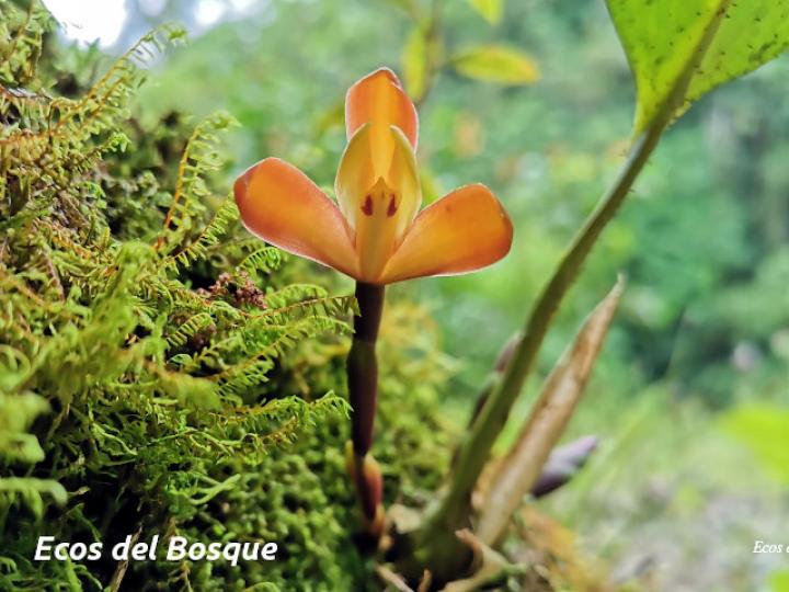 Maxillaria porrecta