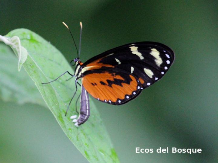 Mechanitis polymnia isthmia