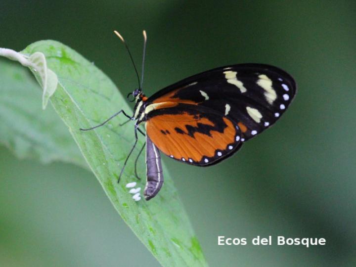 Mechanitis polymnia isthmia