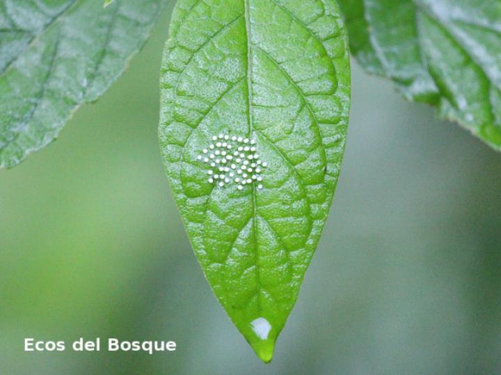 Mechanitis polymnia isthmia