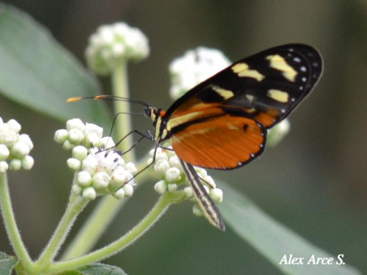 Mechanitis polymnia isthmia