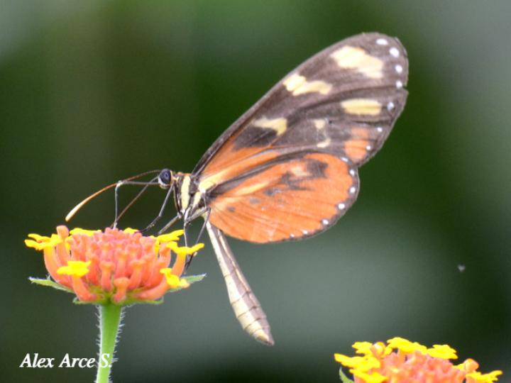 Mechanitis polymnia isthmia