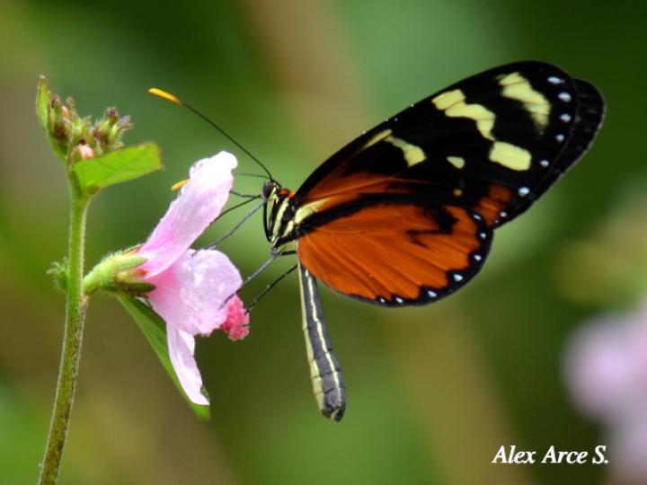Mechanitis polymnia isthmia