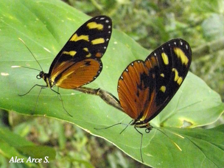 Mechanitis polymnia isthmia