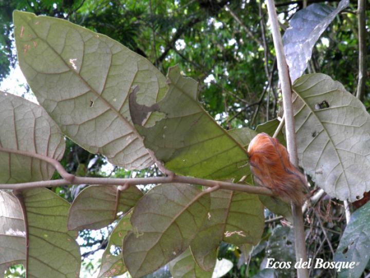 Megalopyge albicollis (Gusano ratón, Tortolocuilo)
