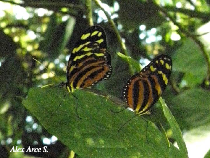 Melinaea lilis imitata (Imitadora ala de tigre)