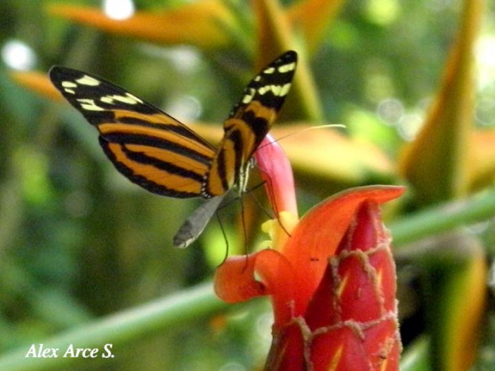 Melinaea lilis imitata (Imitadora ala de tigre)