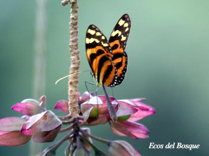 Melinaea lilis imitata (Imitadora ala de tigre)