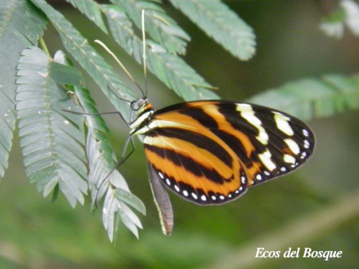 Melinaea lilis imitata (Imitadora ala de tigre)