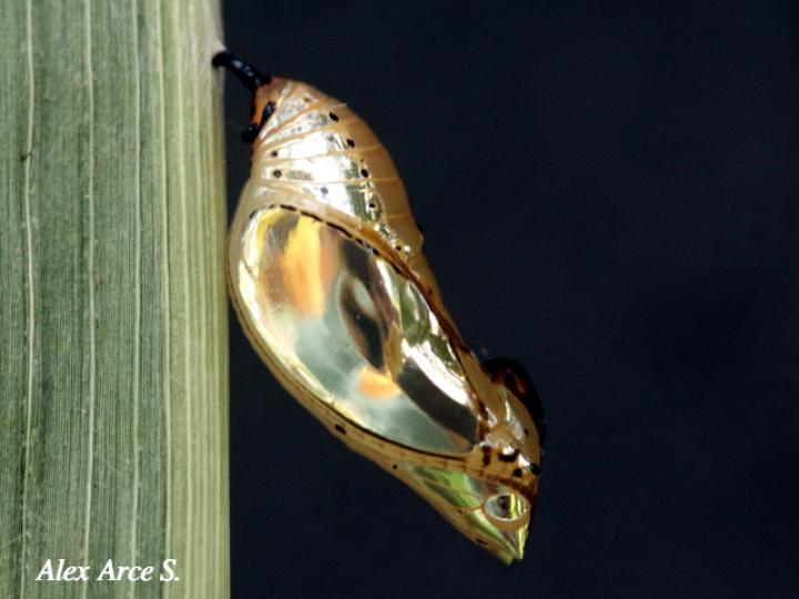 Melinaea lilis imitata (Imitadora ala de tigre)