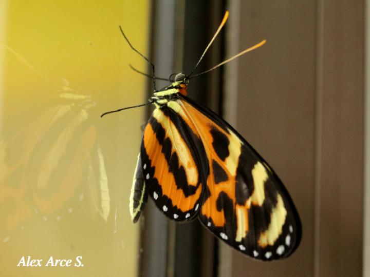 Melinaea lilis imitata (Imitadora ala de tigre)